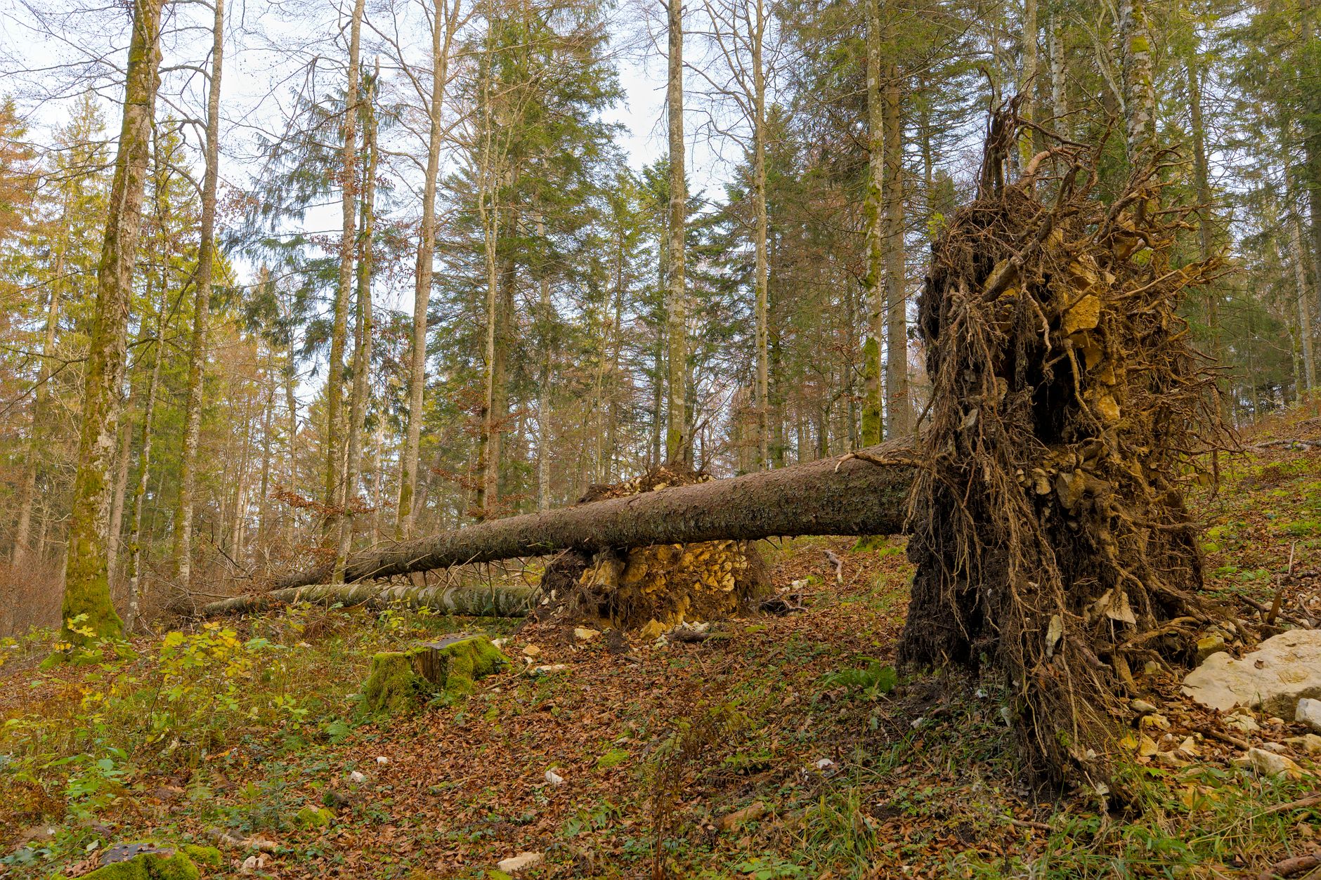 Enlèvement arbre urgence équipe à La Teste-de-Buch